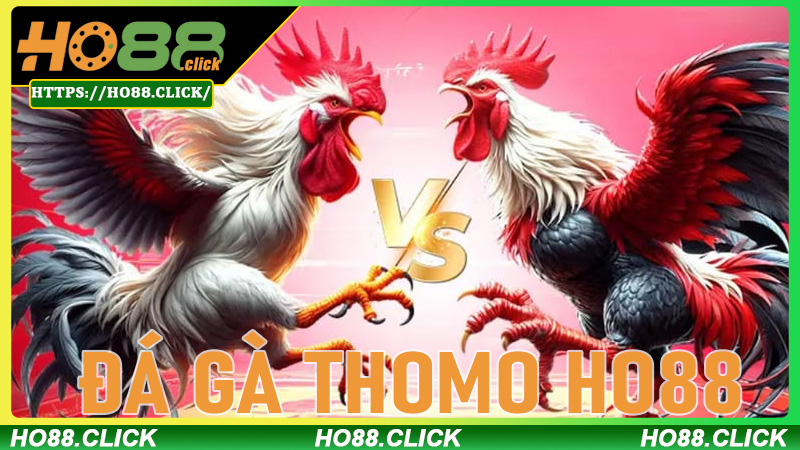 Đá gà thomo Ho88 - Sân chơi đỉnh cao cho fan gà